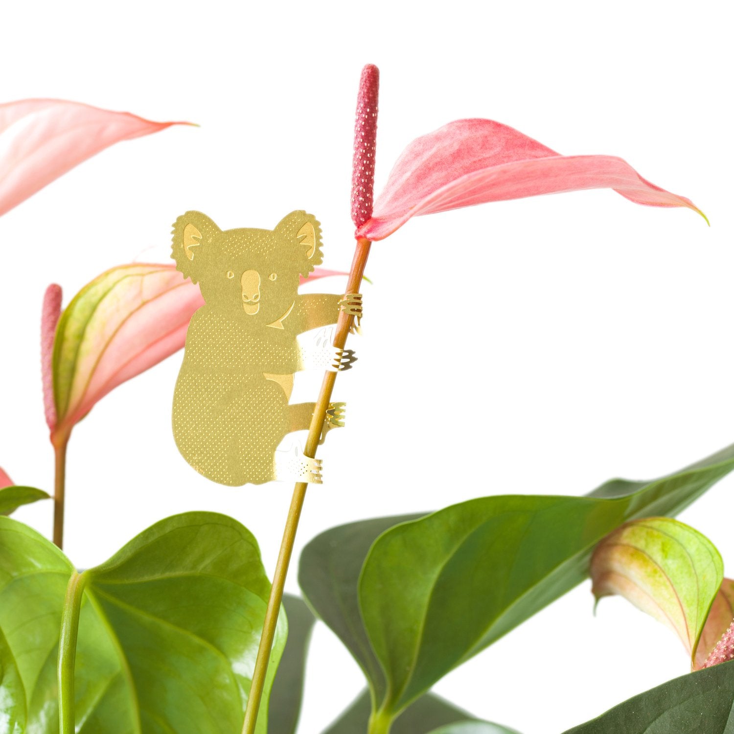 Plant Animal | Plant Animal - Wake Concept Store