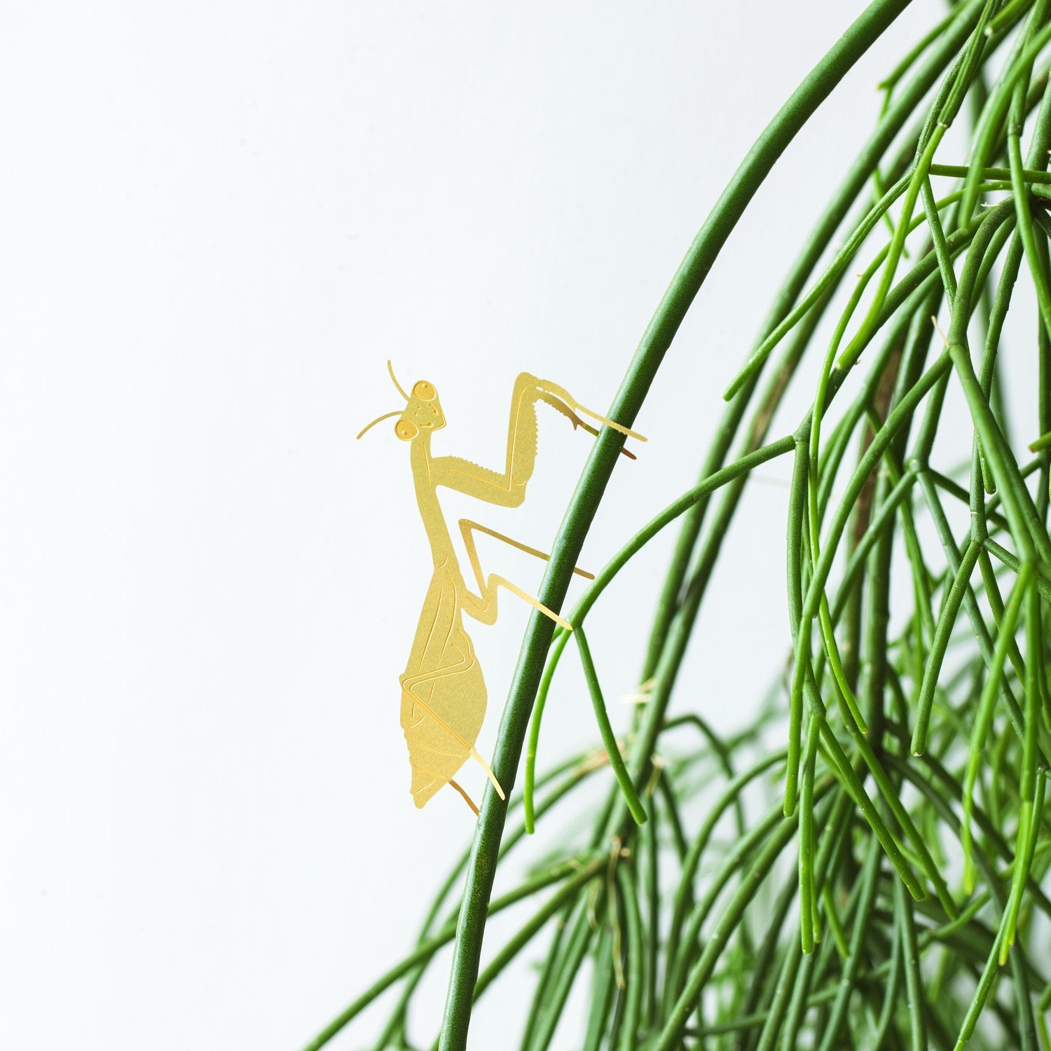 Plant Animal | Plant Animal - Wake Concept Store