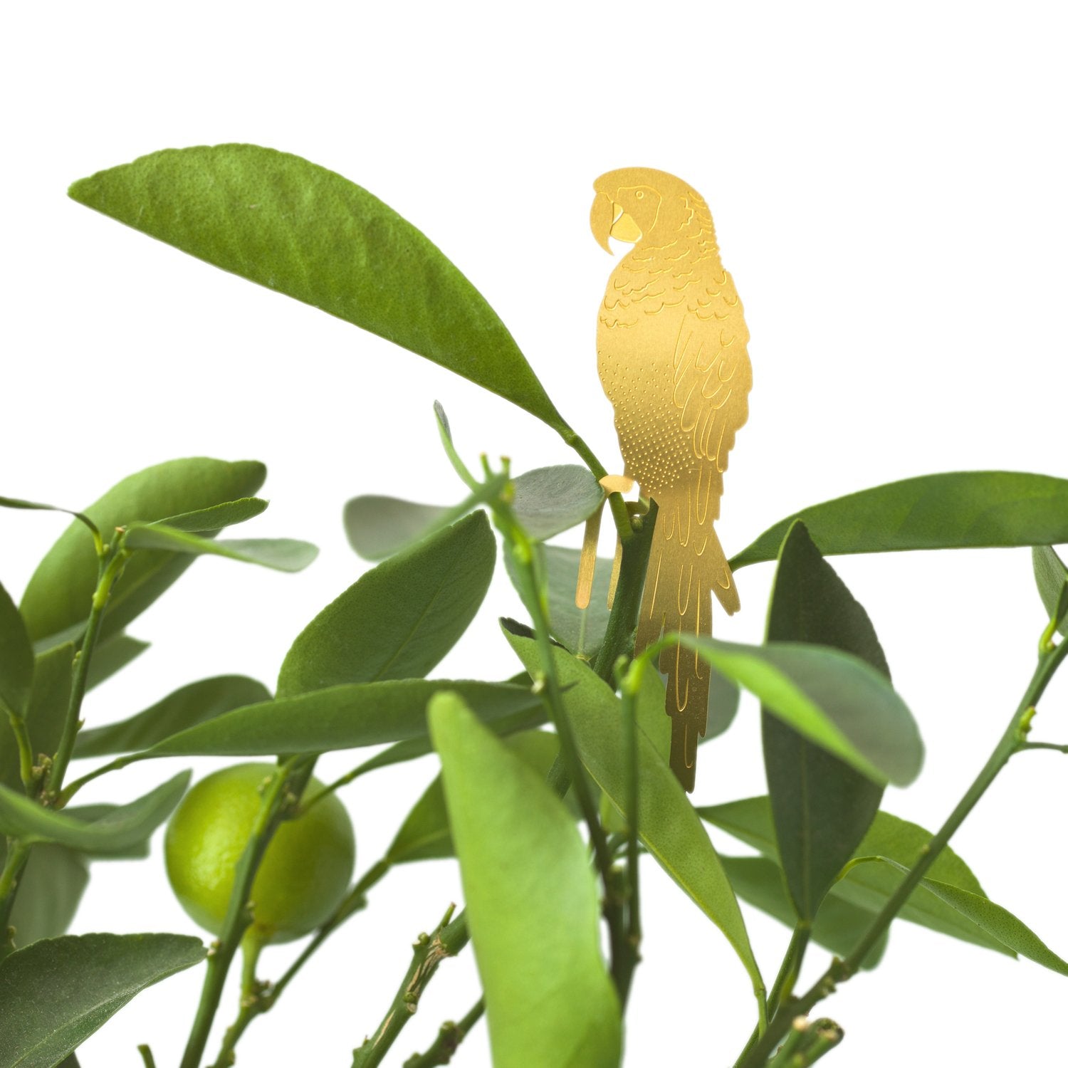 Plant Animal | Plant Animal - Wake Concept Store