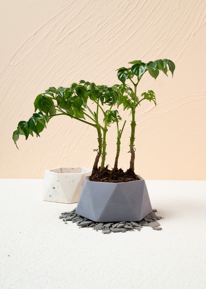 GEOM-Planter Pot DIY Kit | Spellroom - Wake Concept Store