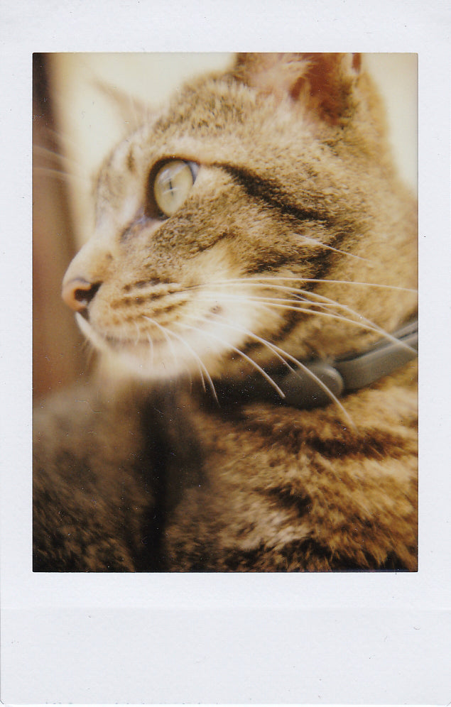 InstantFlex TL70 2.0 | MiNT Camera - Wake.HK