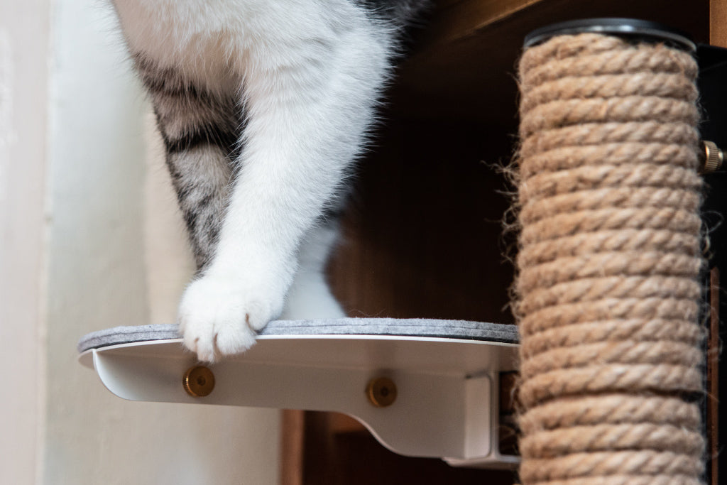 Catssup Dot Steps Kit | Catssup - Wake Concept Store