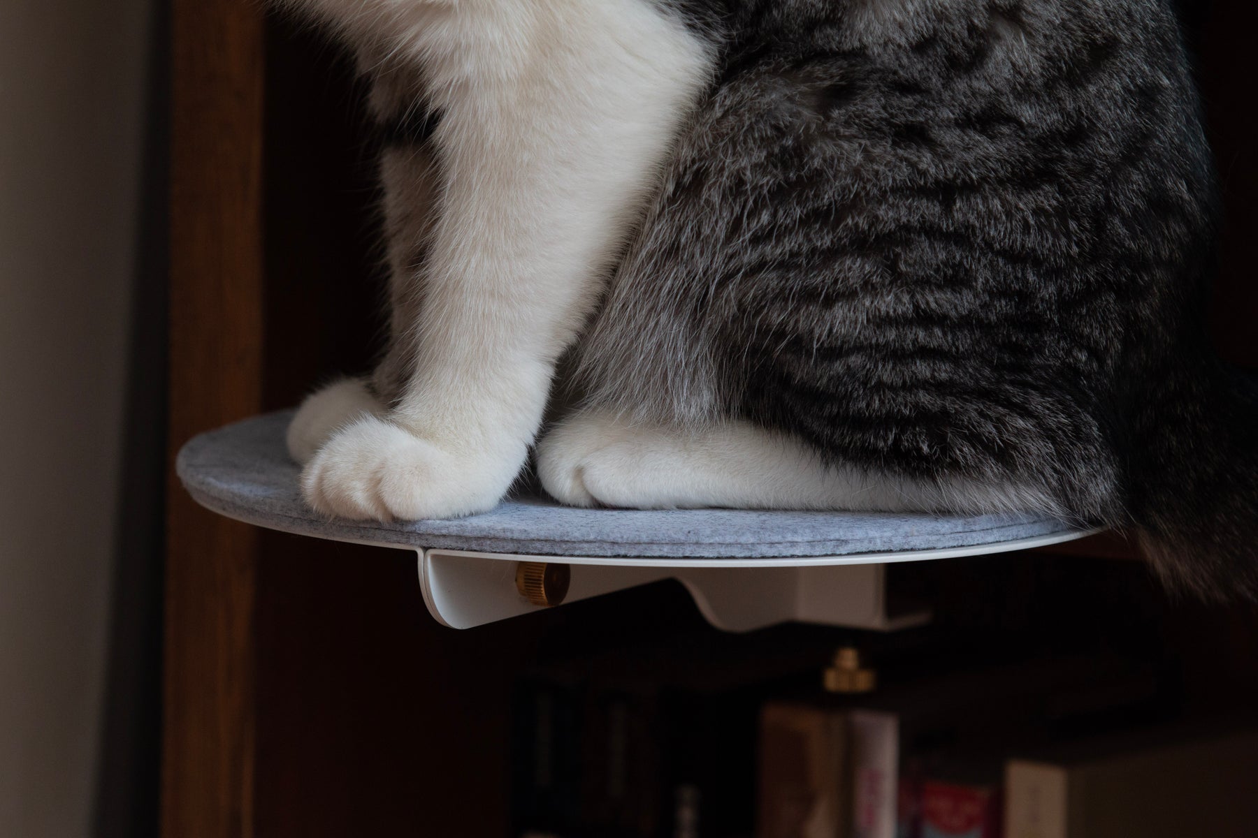 Catssup Dot Steps Kit | Catssup - Wake Concept Store