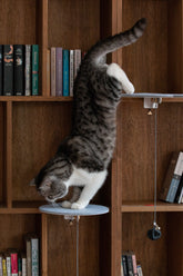 Catssup Dot Steps Kit | Catssup - Wake Concept Store