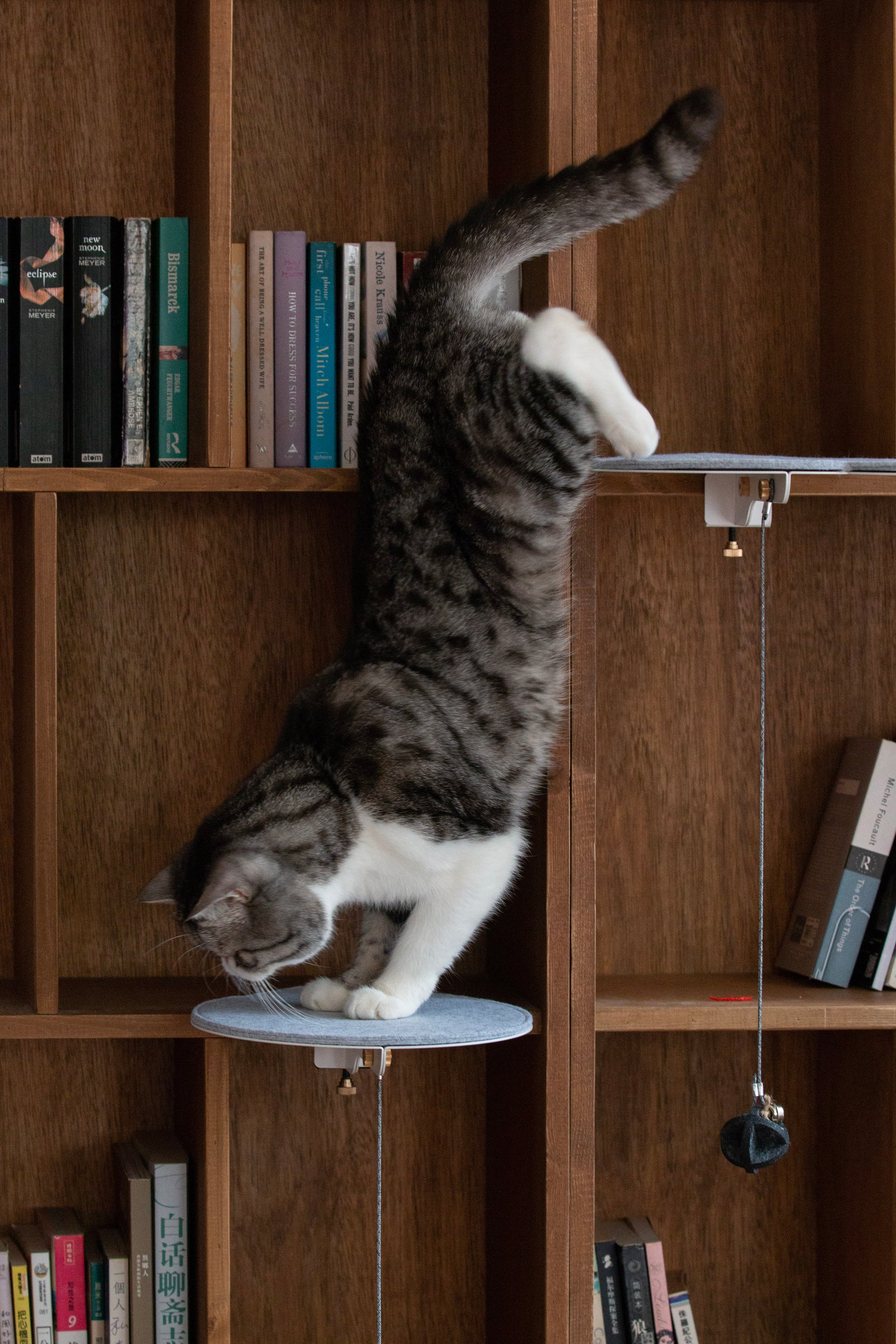 Catssup Dot Steps Kit | Catssup - Wake Concept Store