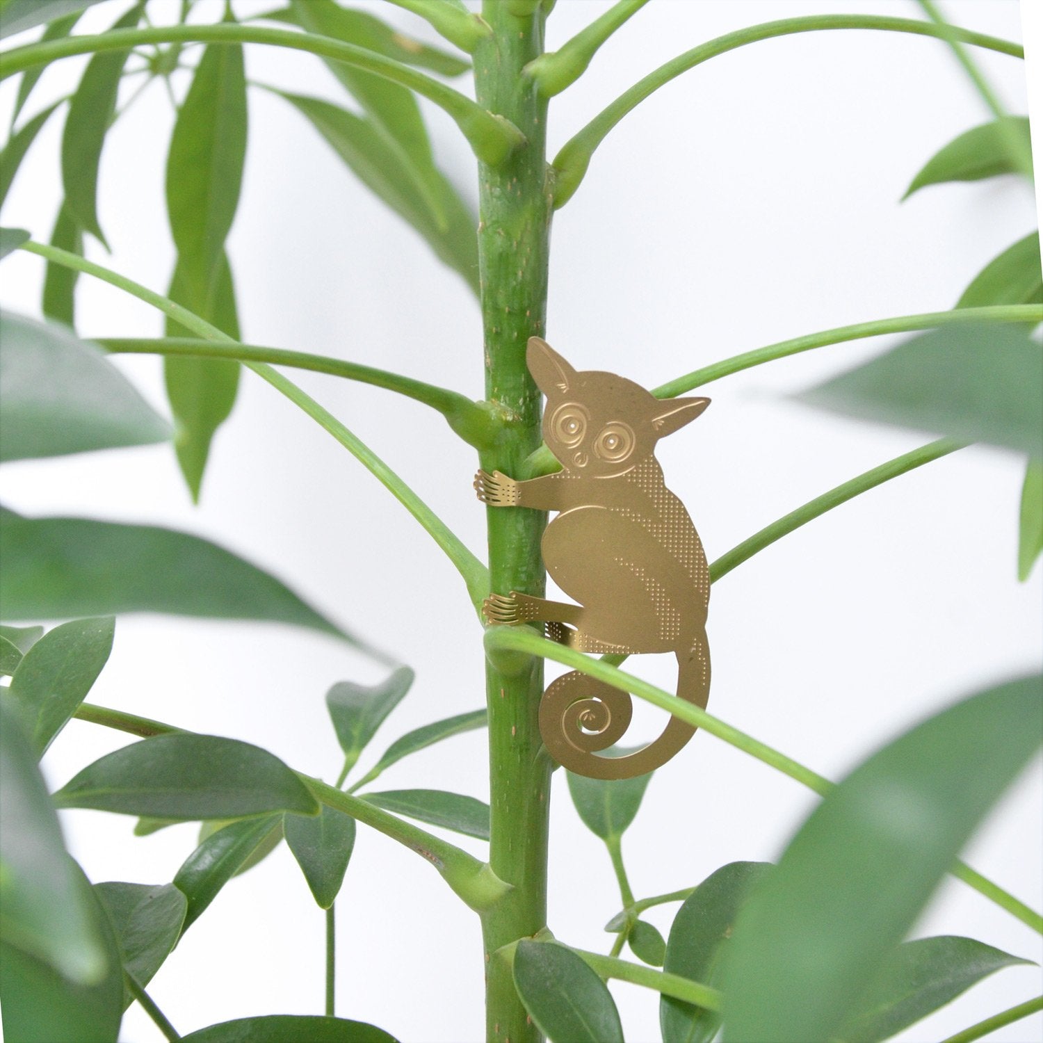 Plant Animal | Plant Animal - Wake Concept Store