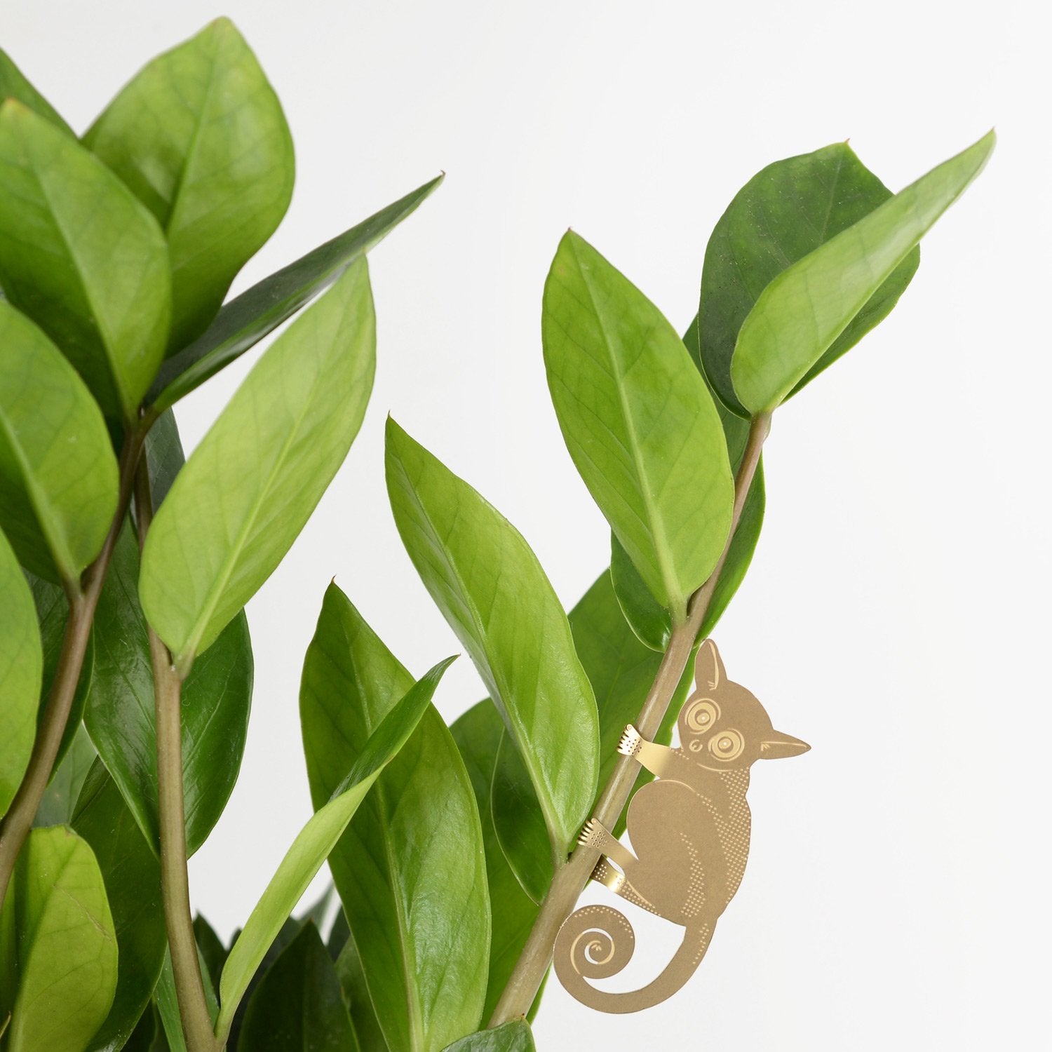 Plant Animal | Plant Animal - Wake Concept Store