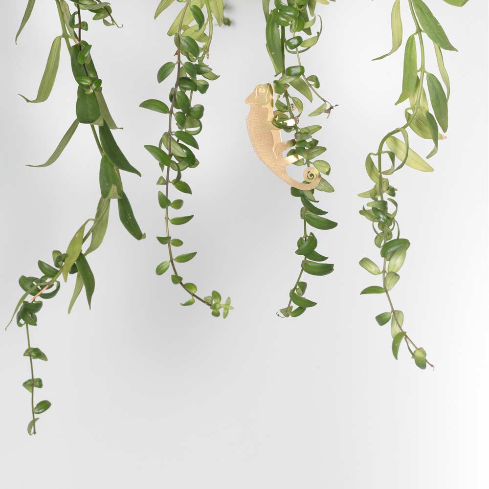 Plant Animal | Plant Animal - Wake Concept Store