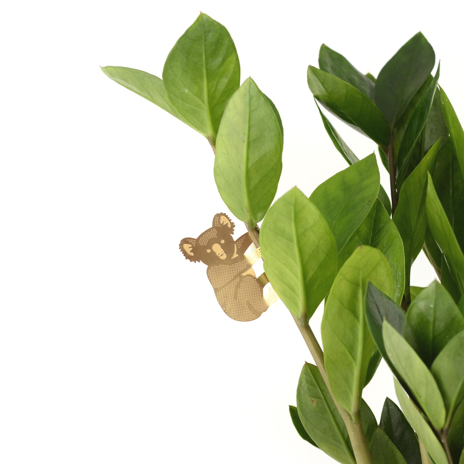 Plant Animal | Plant Animal - Wake Concept Store