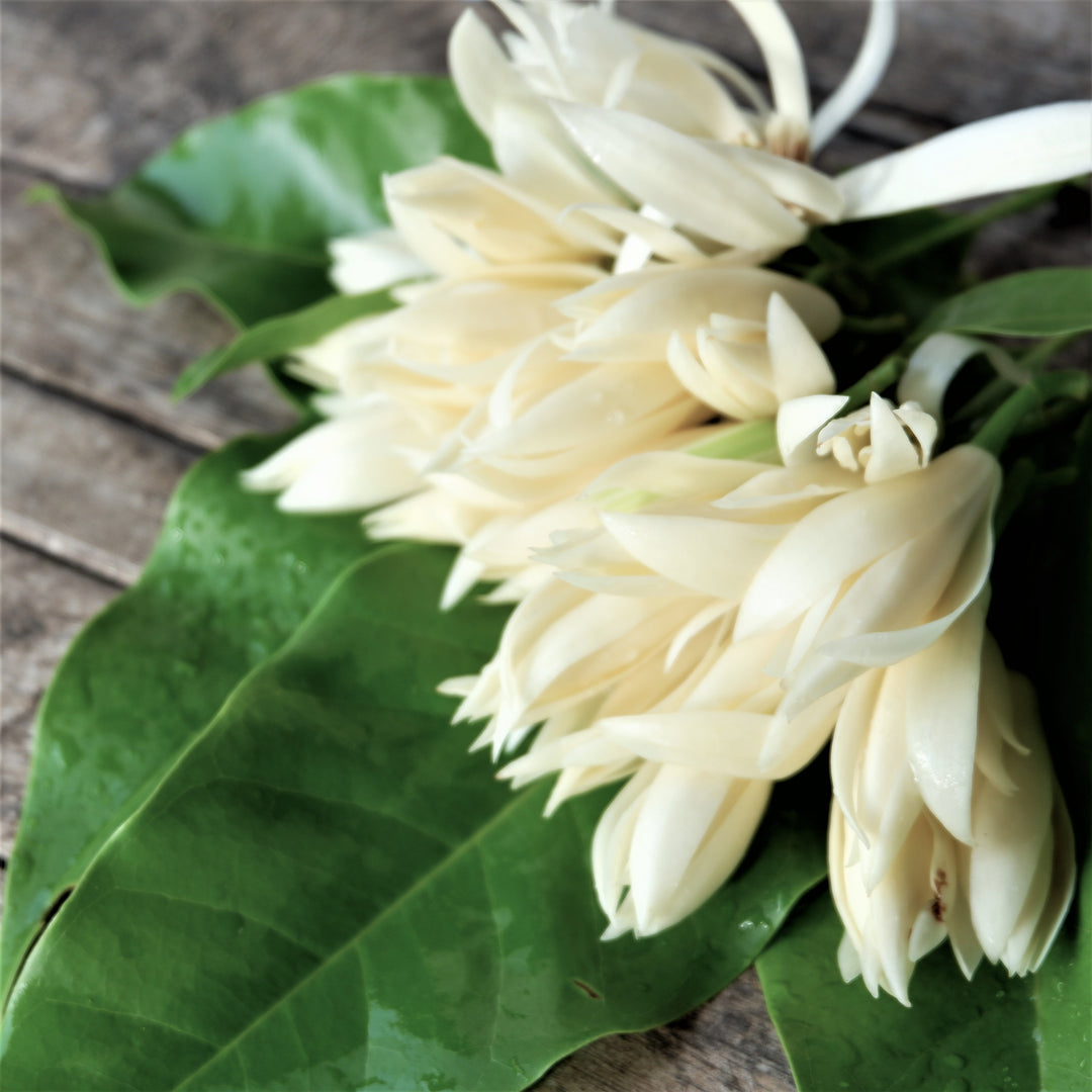 Magnolia Serum Infused Hand Cream | Sovos - Wake Concept Store