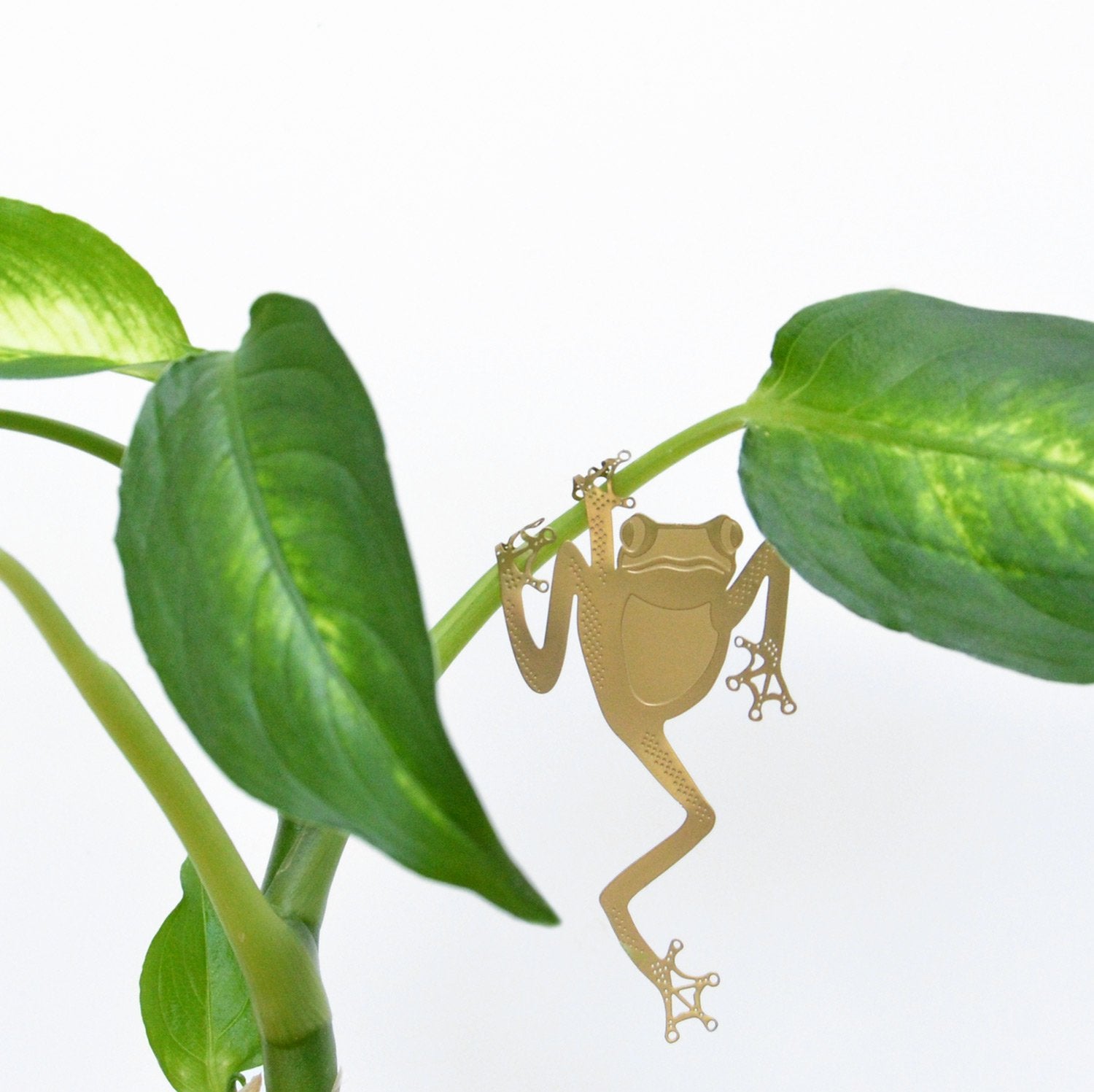 Plant Animal | Plant Animal - Wake Concept Store