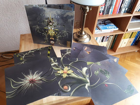 Joep Beving : Conatus (LP, Album + LP, S/Sided, Album)
