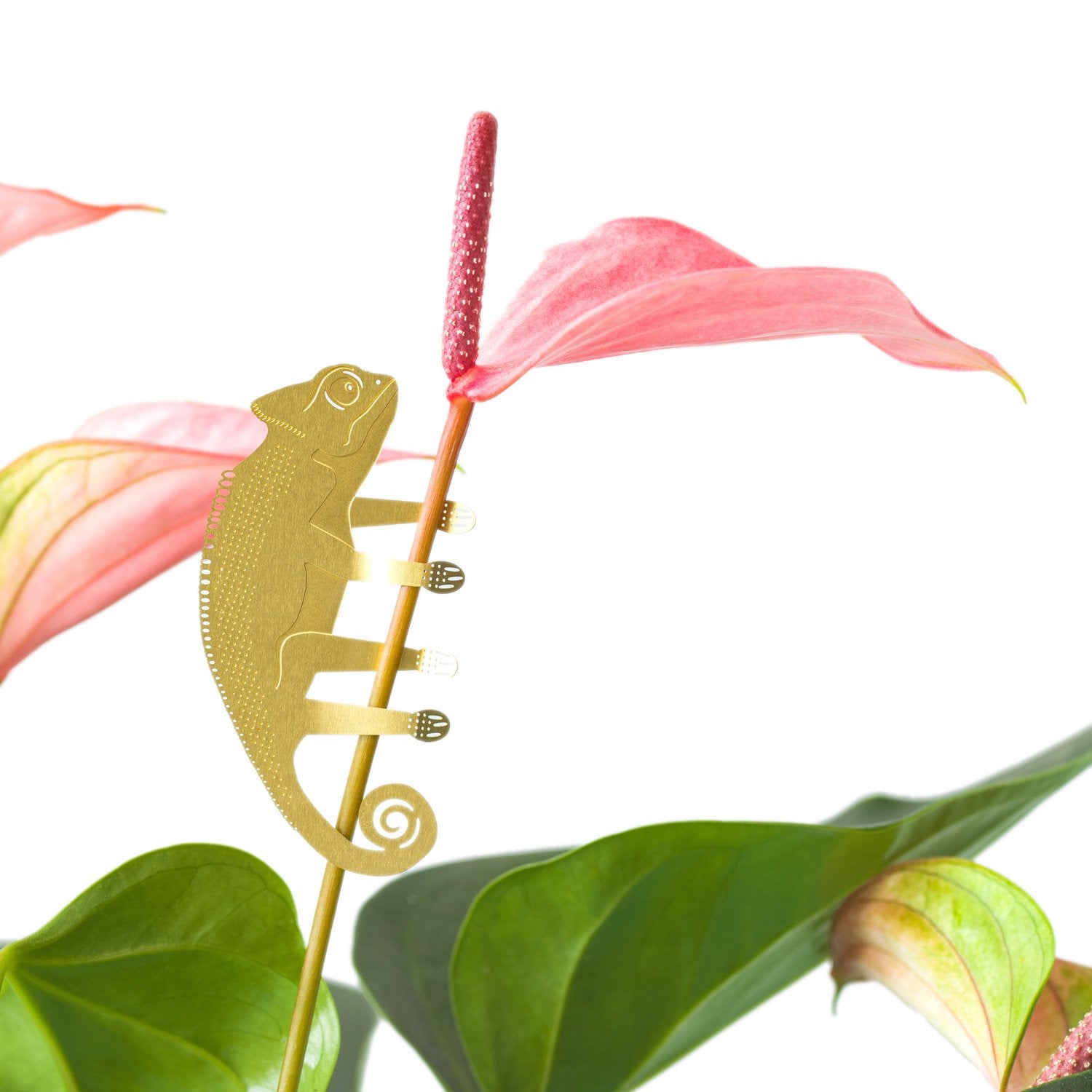 Plant Animal | Plant Animal - Wake Concept Store  