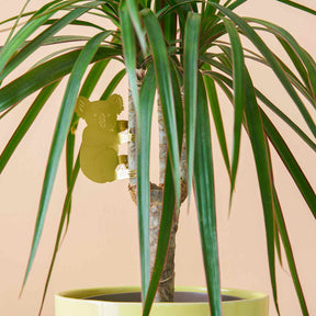 Plant Animal | Plant Animal - Wake Concept Store  