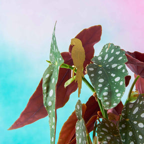 Plant Animal | Plant Animal - Wake Concept Store  
