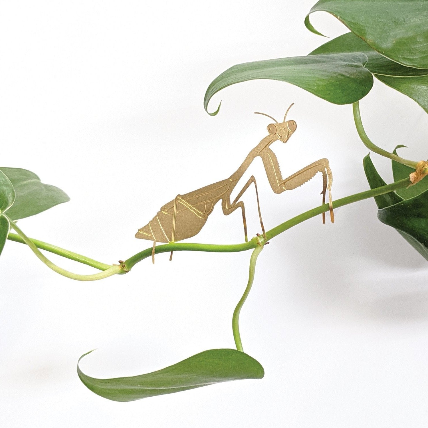 Plant Animal | Plant Animal - Wake Concept Store  