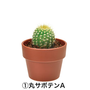 Cactus Cultivation GD-921 Capsule | Seishin - Wake Concept Store  
