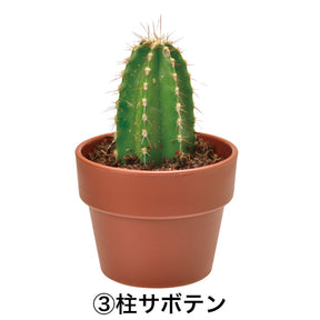 Cactus Cultivation GD-921 Capsule | Seishin - Wake Concept Store  