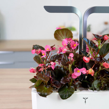 Veritable® Indoor Garden Lingot® | Veritable - Wake Concept Store  