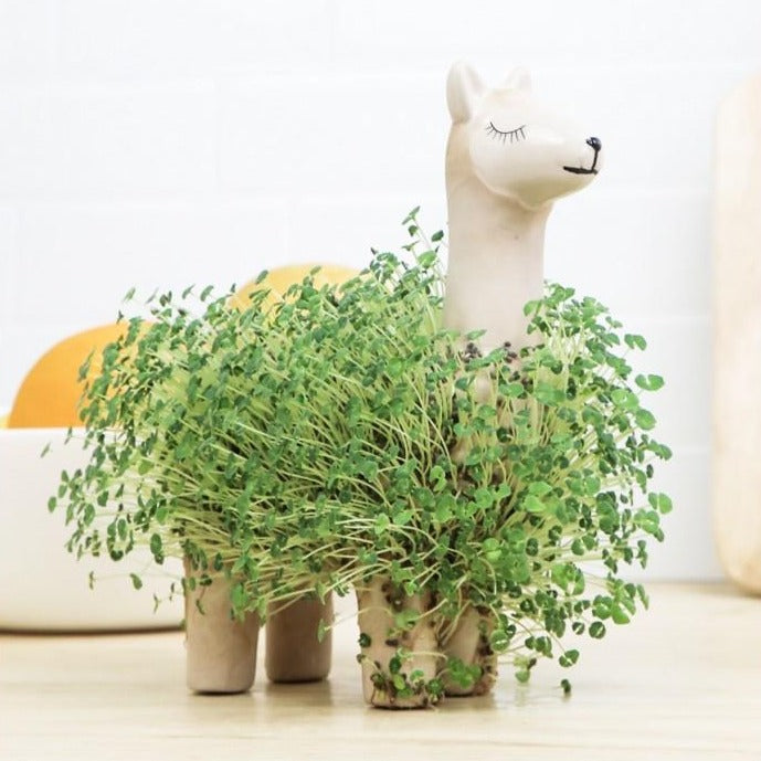 Llama Planter | Gift Republic - Wake Concept Store  