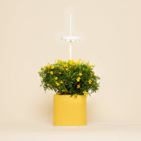 Nano Garden, Mimosa Yellow | Pret a Pousser - Wake Concept Store  